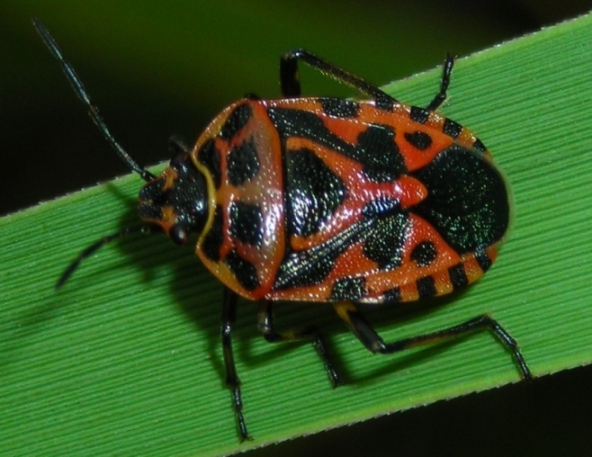 Eurydema ventralis